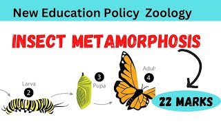 Insect Metamorphosis  Metamorphosis In Insects [upl. by Arvind]