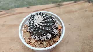 Copiapoa Cactus [upl. by Terri]