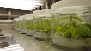 Plant Micropropagation 101 「Orchid Tissue Culture」 [upl. by Elliot]