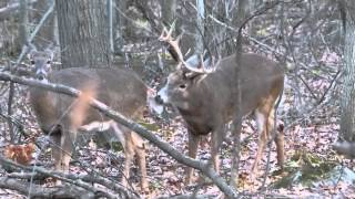 cerf de virginie période du rut part 2 longueuil [upl. by Nnylatsyrk]