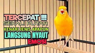 TERCEPAT‼️Sekali Putar Kenari Jenis Apapun LANGSUNG Nyaut Dengar Cuitan Tajam Ngerol GACOR Panjang [upl. by Kcirdahs966]