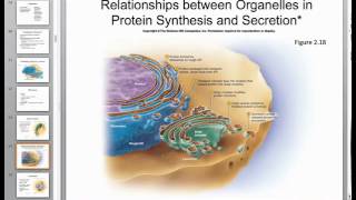 Anatomy Exam 1 Review Chapters 13 [upl. by Eittel]