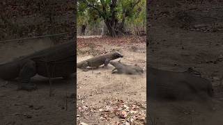 😱wild boar attacks when the Komodo dragon approaches [upl. by Shel26]