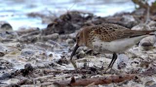 Dunlin  Calidris alpina feeding [upl. by Tisbee]