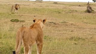 Big male lion shows lioness how to deal with hyenas [upl. by Notecnirp]