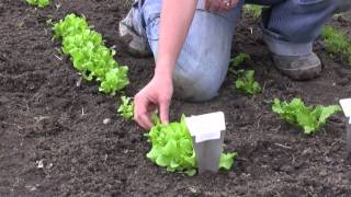 How to Grow Lettuce from Seed  Gurneys Video [upl. by Eiramanna363]