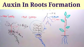 Role Of Auxins In Roots Formation Stem Cutting And Root Cutting  Lec 30  Plant Physiology [upl. by Gherardi507]