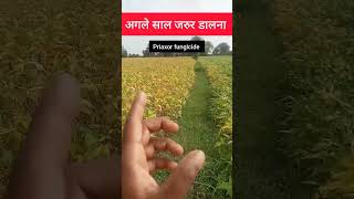 🔥देखलो सोयाबीन में Priaxor fungicide का रिजल्ट  shorts [upl. by Osnofla]