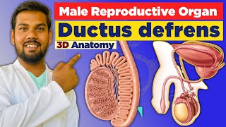 Ductus deferens Anatomy in 3D  Relation with Course Blood amp Nerve Supply Clinical simplified [upl. by Nahs962]