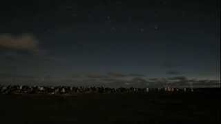 Penguin Colony Time Lapse at Night [upl. by Jelsma]