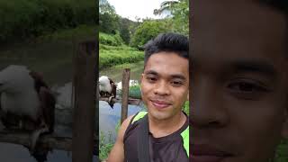 Brahminy Kite taking a fish in my hand🥰Team Uwak animallover foryoupageシ fypviralシ [upl. by Florida]