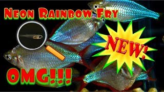 Dwarf Neon Rainbow Fish Fry Praecox Ranbowfish [upl. by Anaitsirk]