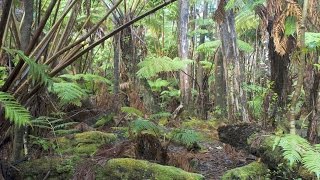 Hawaiian tropical rainforests Volcanoes National Park Big Island Hawaii USA North America [upl. by Gehlbach]