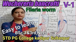 Wuchereria bancroftiFilaria WormStructure Difference btw male and female WormSTD PGC kadipur Sul [upl. by Euqinim]