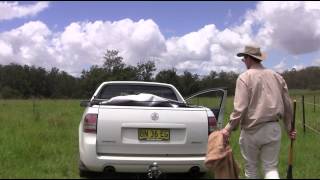 Biocontrol of giant Parramatta grass [upl. by Trescha902]