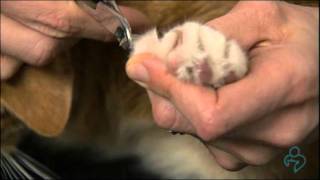 Willard Vet Tutorial How to trim your cats nails without fear [upl. by Morie]