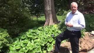 In the Garden with Dave Forehand Bears Breeches and Giant Leopard Plant [upl. by Nerej617]