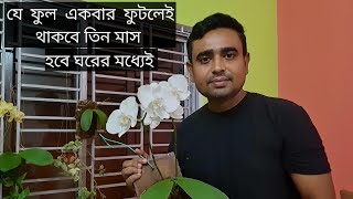 How we can Grow Phelonopsis Orchid as Indoor Plants [upl. by Elwee]