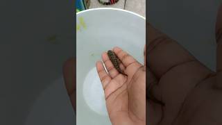 Molly fish 🐠 Bachche dene ke baad mar gayi 😭 mollyfish fish fishing pets aquarium animals [upl. by Noivad]