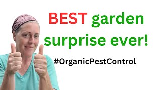 Organic Pest Control for Free organicpestcontrol permaculture biodiversity [upl. by Nimra]