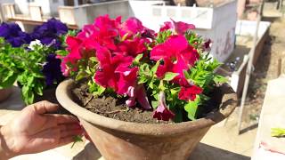 How to Deadhead Petunias to Keep your Plants Flowering  Deadheading Petunias for More Flowering [upl. by Nahsed]