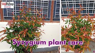 How to grow and care Syzygium plantPhotinia Red Robin plant care [upl. by Okkin595]