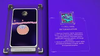 Cleavage and Blastocyst Formation [upl. by Dawna45]