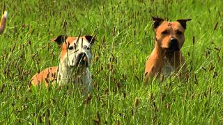 American Staffordshire Terrier Informationen zur Rasse [upl. by Elfrida]