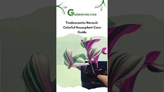 Tradescantia Nanouk Colorful Houseplant Care Guide garden houseplants [upl. by Einattirb]