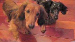 Double Dachshund Tricks [upl. by Akinek]