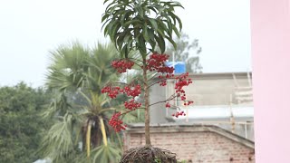 Ardisia plant  New collection grow and care [upl. by Eilloh387]