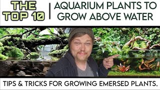 TOP 10 EASY Aquarium Plants to Grow Above Water in Your Fish Tank Growing Emersed Aquatic Plants [upl. by Suilenroc846]