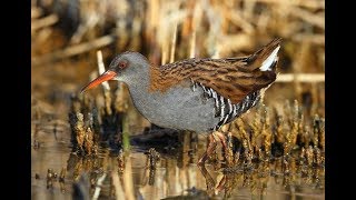 صوت مرعة الماء song call water rail [upl. by Domonic]