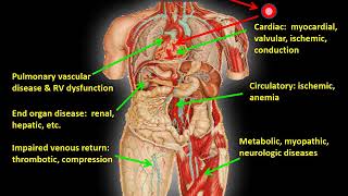 Interpretation of Cardiopulmonary Exercise Tests Part 2 [upl. by Ogir26]