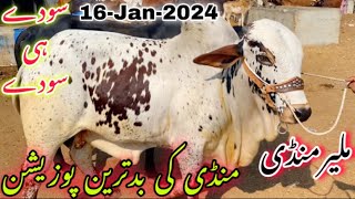 Malir Mandi Cattle Rates Update 16jan2024  Malir Mandi Update  Cow Mandi 2024 [upl. by Yenot604]