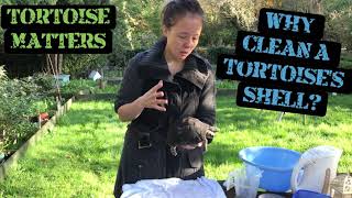 Why clean a tortoise How to safely clean a tortoise and remove unwanted oil with Eleanor from TM [upl. by Danczyk]