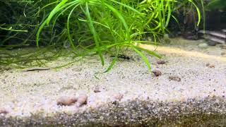 2 minutes of Dwarf chain loaches aquarium aquascape fishtank [upl. by Solegnave]