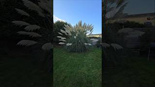 Pampas Grass looking very fluffy pampasgrass britishgarden [upl. by Valerie]