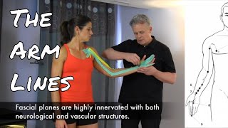 The Arm Lines  Fascial Connections  Acupuncture Meridians [upl. by Macfadyn970]