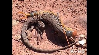 Giant Centipede Vs Snake  A Huge Centipede Fighting A Snake [upl. by Taryne]