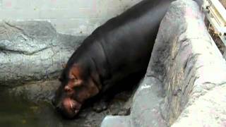 Massive Zoo Hippo Takes Massive Disgusting Crap and Flings It Everywhere and Then Swims in It [upl. by Anihtyc]