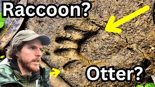 Raccoon VS Otter Tracks Simple Ways to Tell the Difference [upl. by Yasdnyl]