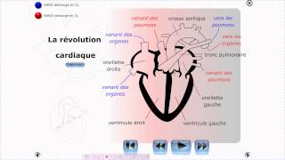 Anatomie et physiologie cardiaque [upl. by Donatelli]