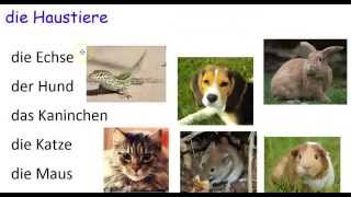 German Grammar Haustiere Pets [upl. by Elizabet]