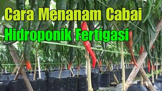 Cara menanam cabe hidroponik fertigasi mudah dan efisien [upl. by Akenal987]