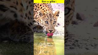 চিতা vs কুমির লড়াই। 😳 shorts jaguar crocodile attack [upl. by Anitnuahs]