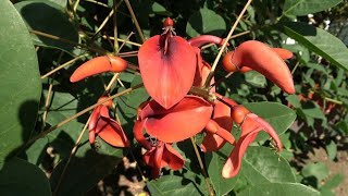 A Large Erythrina in full soil in the Netherlands [upl. by Otnas]