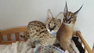 Stylisticat serval and caracal kitten together  best friends [upl. by Champaigne]