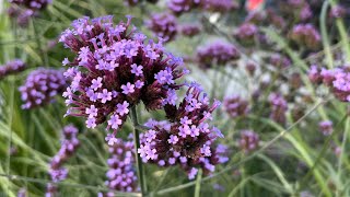 Verbena bonariensis purpletop vervain  FarmerGracycouk [upl. by Farl]