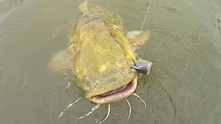 HUGE Flathead Catfish Takes What It Wants [upl. by Wandis]